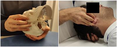 Short-term effects on heart rate variability of occipito-mastoid suture normalization in healthy subjects